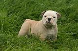 BULLDOG ANGLAIS 195